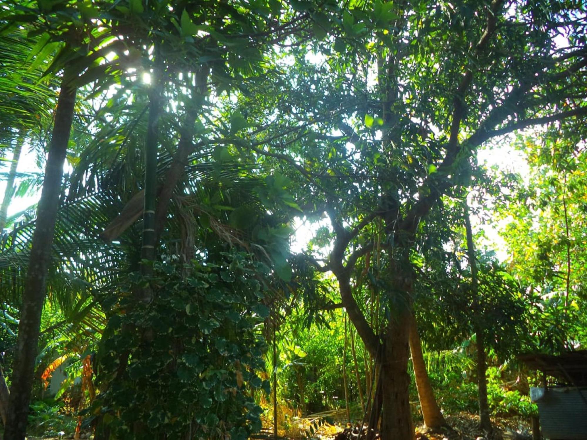 N S K Green Villa Sigiriya Buitenkant foto